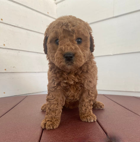 Mini Poodle For Sale Fresno OH Female-Hailey