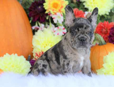 AKC Registered French Bulldog For Sale Fredericksburg, OH Female- Serena