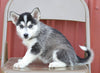 Pomsky For Sale Wooster, OH Female- Zella