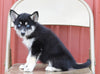 Pomsky For Sale Wooster, OH Female- Bubbles