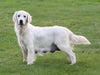 AKC Registered English Cream Golden Retriever For Sale Fredericksburg, OH Male- Polar