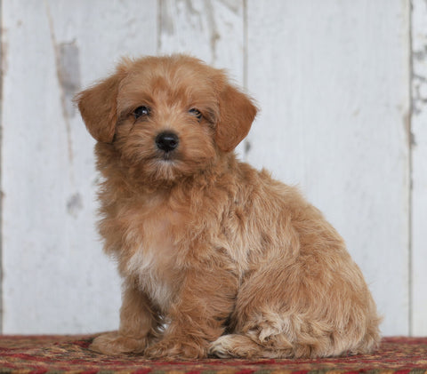 Poodle Mix Puppy For Sale Millersburg, OH Female- Stella