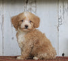 Poodle Mix Puppy For Sale Millersburg, OH Female- Angel