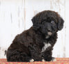 Poodle Mix Puppy For Sale Millersburg, OH Female- Lilly