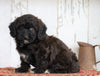 Poodle Mix Puppy For Sale Millersburg, OH Female- Lilly