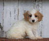 Poodle Mix Puppy For Sale Millersburg, OH Male- Max