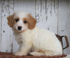 Poodle Mix Puppy For Sale Millersburg, OH Male- Max