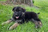 Long Coat German Shepherd Puppy For Sale Louisville OH -Male Vader