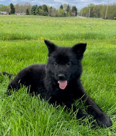 Long Coat German Shepherd Puppy For Sale Louisville OH- Male Raven