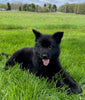 Long Coat German Shepherd Puppy For Sale Louisville OH- Male Raven
