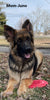 Long Coat German Shepherd Puppy For Sale Louisville OH -Male Vader