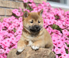 AKC Registered Shiba Inu For Sale Millersburg, OH Male- Freddy