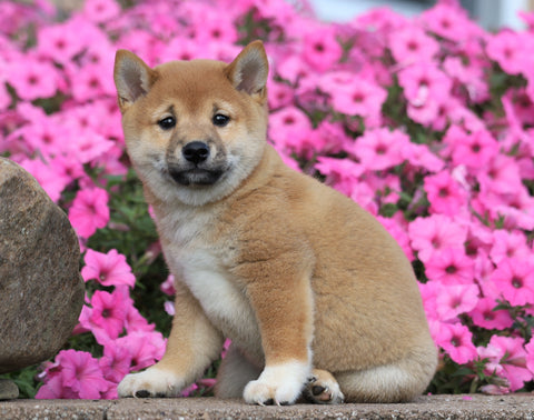 AKC Registered Shiba Inu For Sale Millersburg, OH Male- Jackson
