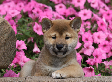 AKC Registered Shiba Inu For Sale Millersburg, OH Male- Harley
