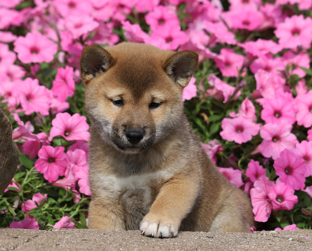 AKC Registered Shiba Inu For Sale Millersburg, OH Male- Harley – AC