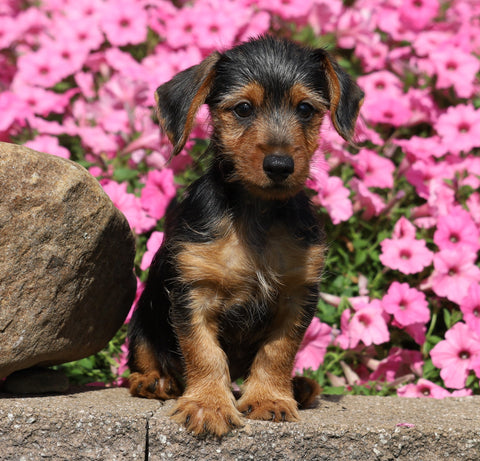Dorkie For Sale Millersburg, OH Male- Peanut