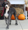 Standard Sheepadoodle For Sale Fredericksburg, OH Female- Zoey