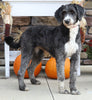 Standard Sheepadoodle For Sale Fredericksburg, OH Female- Zoey