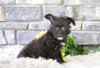 Foodle Puppy For Sale Millersburg, OH Female- Skye