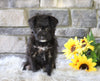 Foodle Puppy For Sale Millersburg, OH Female- Skye