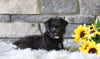 Foodle Puppy For Sale Millersburg, OH Female- Skye