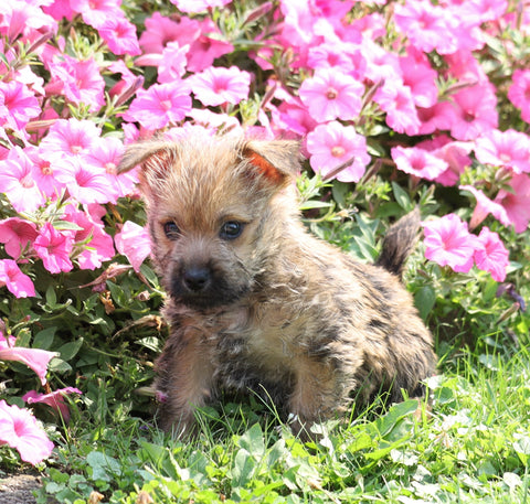 Cairn Terrier For Sale Millersburg, Female- Lexi