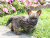 Cairn Terrier For Sale Millersburg, OH Male- Landon