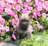 Cairn Terrier For Sale Millersburg, OH Male- Landon