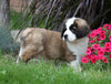 AKC Registered Saint Bernard For Sale Sugarcreek, OH Female- Moxie