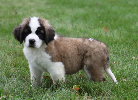 AKC Registered Saint Bernard For Sale Sugarcreek, OH Female- Moxie