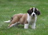 AKC Registered Saint Bernard For Sale Sugarcreek, OH Female- Shelly