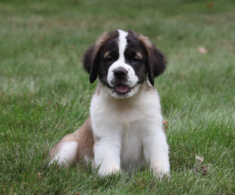 AKC Registered Saint Bernard For Sale Sugarcreek, OH Female- Shelly