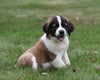 AKC Registered Saint Bernard For Sale Sugarcreek, OH Female- Shelly