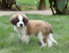 AKC Registered Saint Bernard For Sale Sugarcreek, OH Male- Rambo