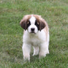 AKC Registered Saint Bernard For Sale Sugarcreek, OH Male- Rambo