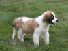 AKC Registered Saint Bernard For Sale Sugarcreek, OH Male- Rambo