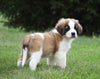 AKC Registered Saint Bernard For Sale Sugarcreek, OH Male- Rambo