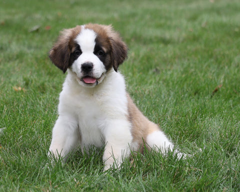 AKC Registered Saint Bernard For Sale Sugarcreek, OH Male- Rambo