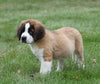 AKC Registered Saint Bernard For Sale Sugarcreek, OH Female- Remi