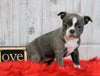 AKC Registered Boston Terrier For Sale Warsaw, OH Female- Layla