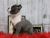 AKC Registered Boston Terrier For Sale Warsaw, OH Female- Lacey