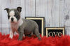 AKC Registered Boston Terrier For Sale Warsaw, OH Female- Lacey