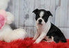 ACA Registered Boston Terrier For Sale Warsaw, OH Female- Callie