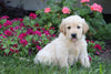 AKC Registered Golden Retriever For Sale Millersburg, OH Female- Macey
