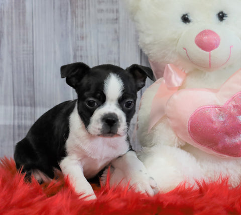 ACA Registered Boston Terrier For Sale Warsaw, OH Male- Oliver