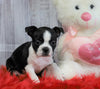 ACA Registered Boston Terrier For Sale Warsaw, OH Male- Oliver