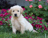 AKC Registered Golden Retriever For Sale Millersburg, OH Female- Macey