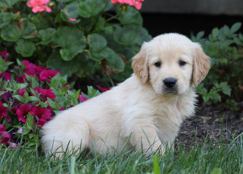 AKC Registered Golden Retriever For Sale Millersburg, OH Male- Chester