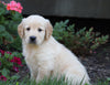 AKC Registered Golden Retriever For Sale Millersburg, OH Male- Chester
