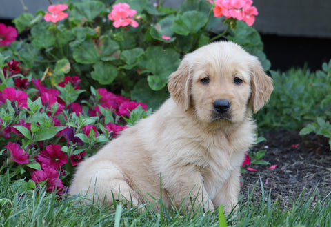 AKC Registered Golden Retriever For Sale Millersburg, OH Male- Marlo